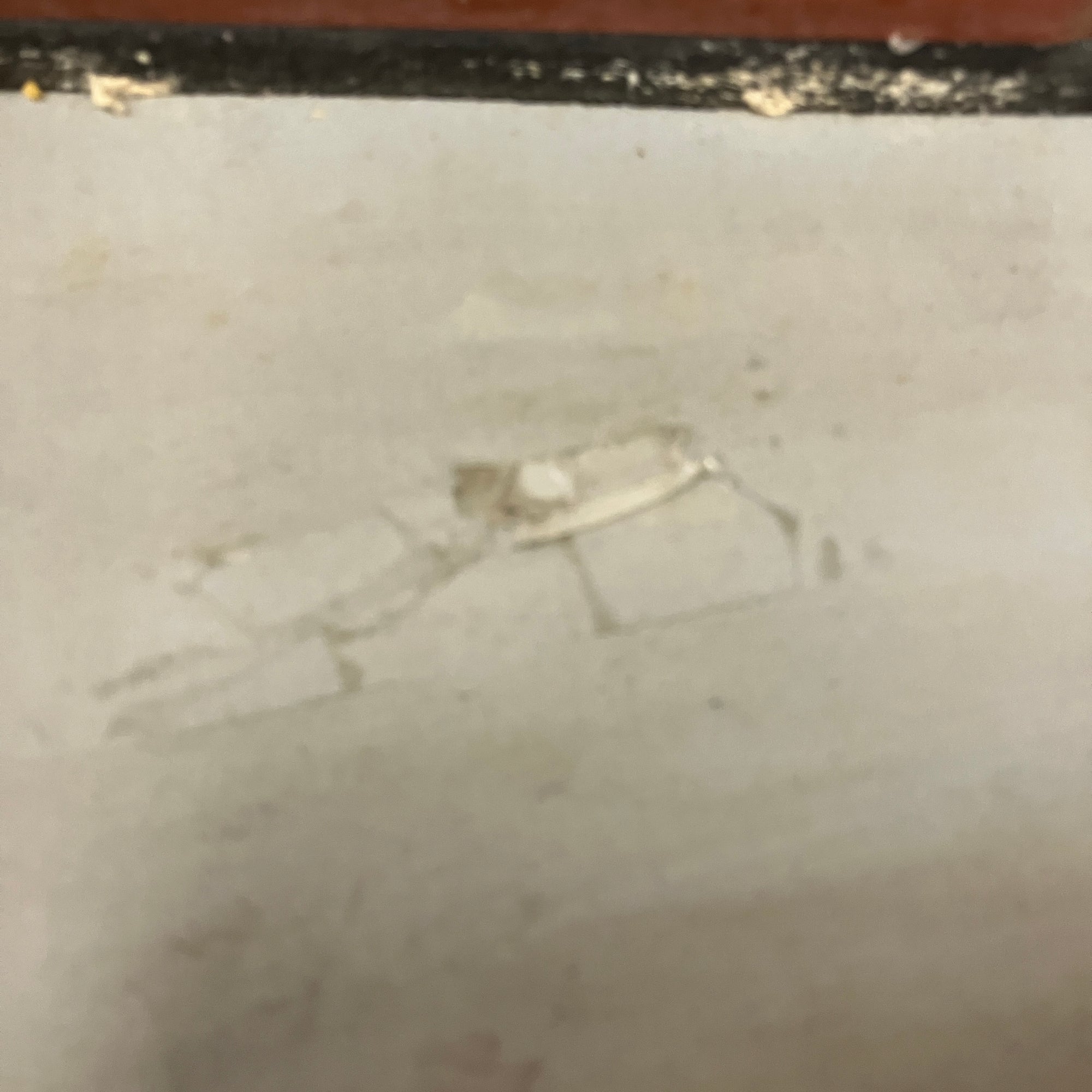 Drumeo P4 Drum Practice Pad Pat Petrillo