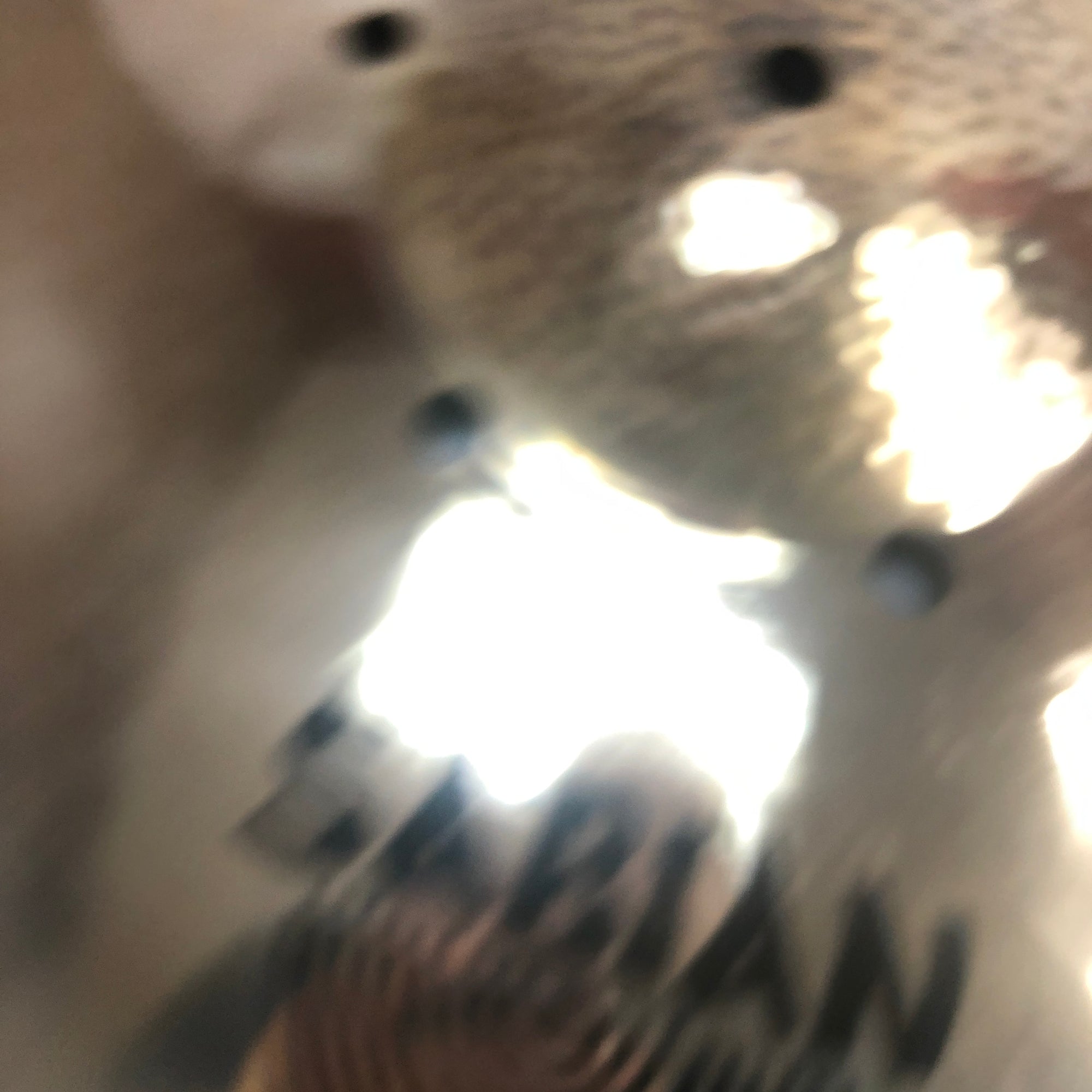 Sabian 16 AAX ISO Crash Cymbal